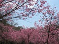 青空と陽光桜