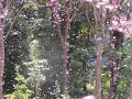 舞い散る陽光桜