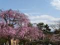 岡崎公園の八重紅枝垂桜