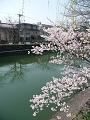 早咲きの細井桜