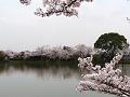 大沢池を囲む桜