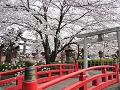 桜と朱色の橋2