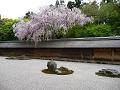 龍安寺の石庭の桜