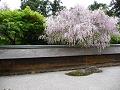 龍安寺の石庭の桜2