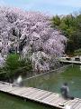 釣り堀の枝垂桜