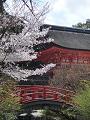 桜と輪橋と楼門