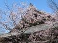 本堂の屋根とたてかわ桜