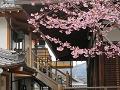 蜂須賀桜のアップ2