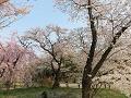 桜林の満開の桜2