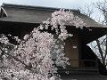 傍花閣と満開の枝垂桜2