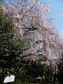 大休庵の八重紅枝垂桜