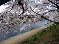 桜の木の下からの眺め