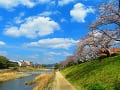 高野川と咲き始めの桜