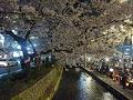 木屋町三条の夜桜