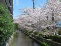 木屋町御池の満開の桜