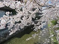 満開の桜と高瀬川
