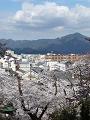桜と比叡山