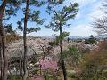 望京の丘から見下ろす桜