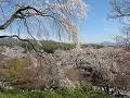 望京の丘から見下ろす桜3