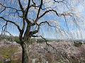 望京の丘から見た枝垂桜2