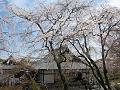 望京の丘から見た枝垂桜と多宝殿
