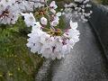 丸く咲いた桜の花