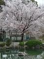 山桜と瓢箪池2