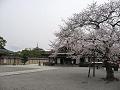 大師堂付近の桜