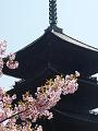 河津桜と五重塔2