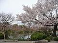 山桜と瓢箪池