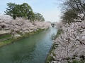 見下ろす桜並木と川の流れ