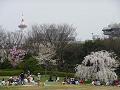 枝垂桜と京都タワー