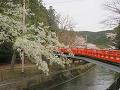 大島桜と橋