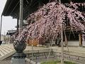 本堂と三春滝桜2