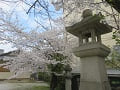 灯籠と満開の桜