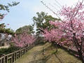 石垣の上の見ごろの河津桜