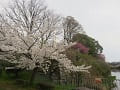 満開の桜と石垣