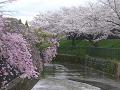 枝垂桜とソメイヨシノ