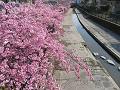 淀水路の流れと満開の河津桜2