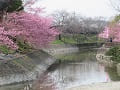 水路の流れと満開の河津桜