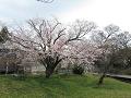 満開の山桜3