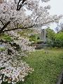 満開の八重桜と石碑