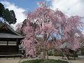 八重紅枝垂桜と釈迦堂2