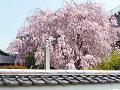 塀越しに見る八重紅枝垂桜