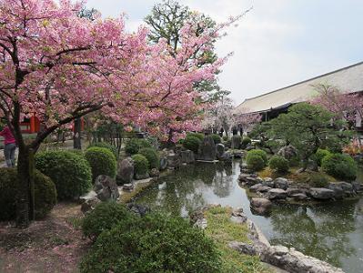 三十三間堂の桜の写真 京都桜photo