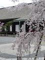 枝垂桜と三十三間堂