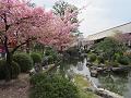 河津桜と池