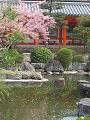 河津桜と池2