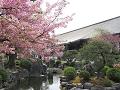 河津桜と池3