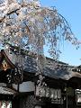 本殿の屋根と枝垂桜